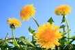 Heilpflanze Taraxacum, Löwenzahn, blauer Himmel