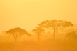 Landscape of a forest in morning mist