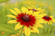 Yellow red chrysanthemum