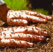 Ants