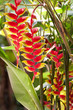 heliconia rostrata heliconia rostrata