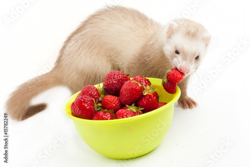 Photo: Young ferret with a bowl of strewberry over white. Young ferret with a bowl of strewberry over white.