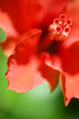 a close-up of bright red hibiskus