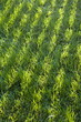 Bright green grass striped with shadows