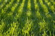 Bright green grass striped with shadows