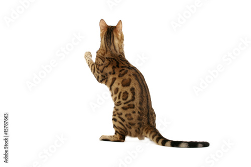 Photo: Bengal cat standing on hind legs Bengal cat standing on hind legs