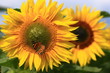 Photo: Sonnenblume Sonnenblume