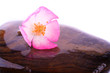 repose