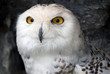 Snowy Owl