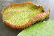 feuille nouvelle de feuille nouvelle de