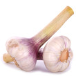 Frischer Knoblauch Frischer Knoblauch