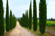 Zypressenallee, Wanderweg, Toskana, Italien