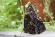 Butterfly fold wing 2