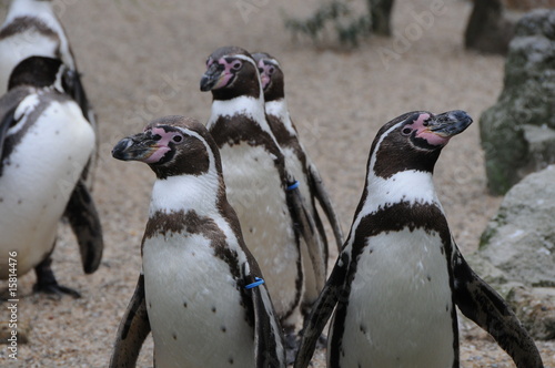 Foto: Pinguine Pinguine