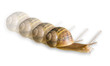 escargot en mouvement