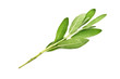 salvia