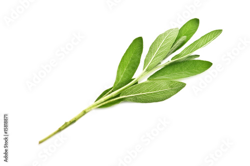 salvia