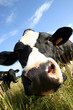 Vache laitière holsein bovin lait