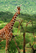 Giraffe in the wild