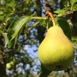Poire dans la rosée