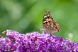 painted lady butterfly