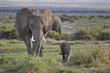 FAMILLE ELEPHANT