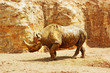rhinocéros noir