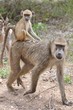 SINGE MACAQUE
