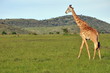 GIRAFE