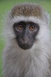 PETIT SINGE