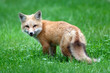 Baby red fox Baby red fox