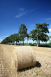 Hay bales and Douglas pine
