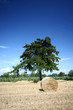 Hay bales and Douglas pine