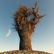 lonely bare tree lonely bare tree