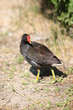 Gallinula chloropus (Gallinella d'acqua)