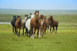 Horses Running