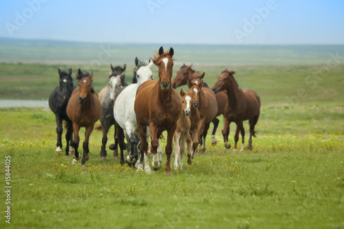 Photo: Horses Running Horses Running