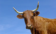 Vache salers