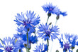 Foto: Kornblumen #1 Kornblumen #1
