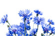 Foto: Kornblumen #3 Kornblumen #3