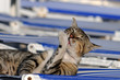 Cat relaxing on the beach. Samos island, Greece