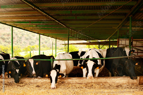 Foto: ordeñando vacas ordeñando vacas
