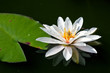 A beautiful white waterlily