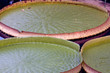 Waterlily with big leaves