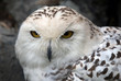 Snowy Owl