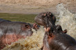 Hippos Fighting in Africa