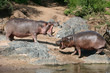 Hippos Fighting in Africa
