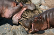 Hippos Fighting in Africa