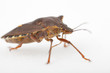 Wanze Rotbeinige Baumwanze Pentatoma rufipes