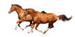 Photo : Two sorrel horses gallops